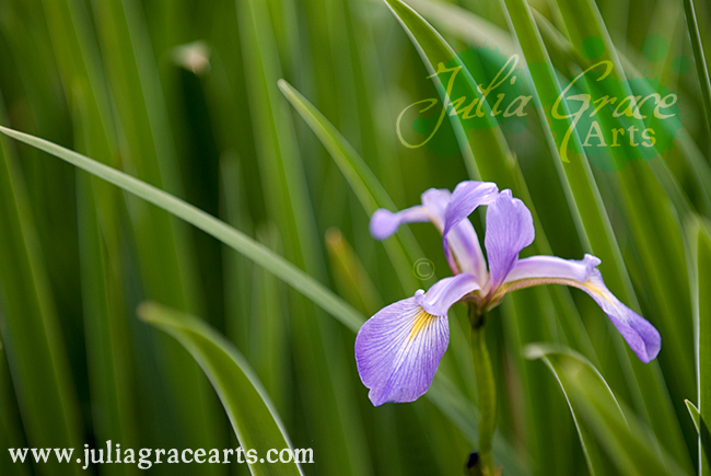Purple Iris Flower