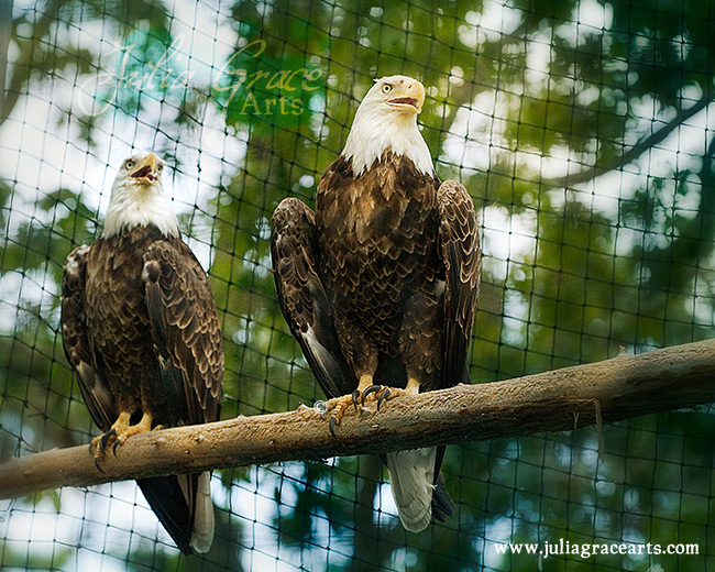 Two bald eagles in a zoo
