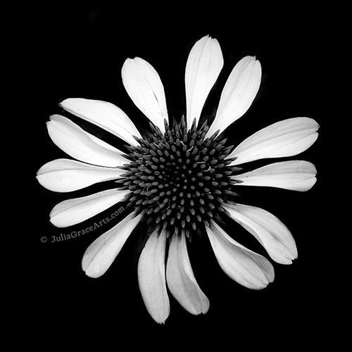 iPhone Photograph of A White Petaled Flower On Black