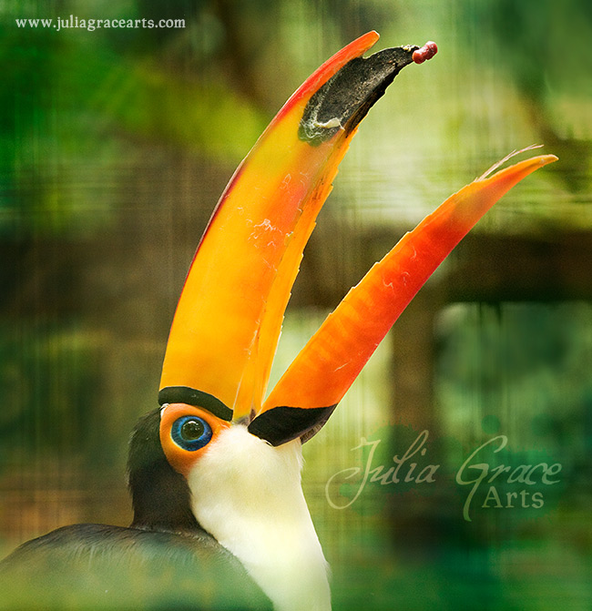Toucan tossing and catching its food