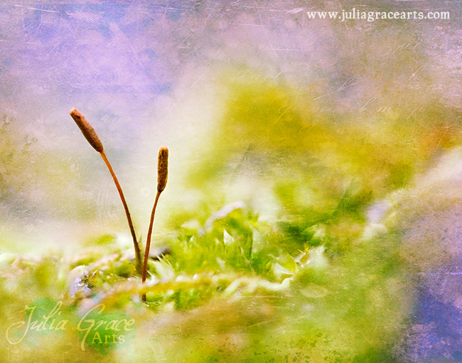 A macro photograph of two moss seedlings