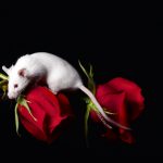 Albino white mouse on two red roses
