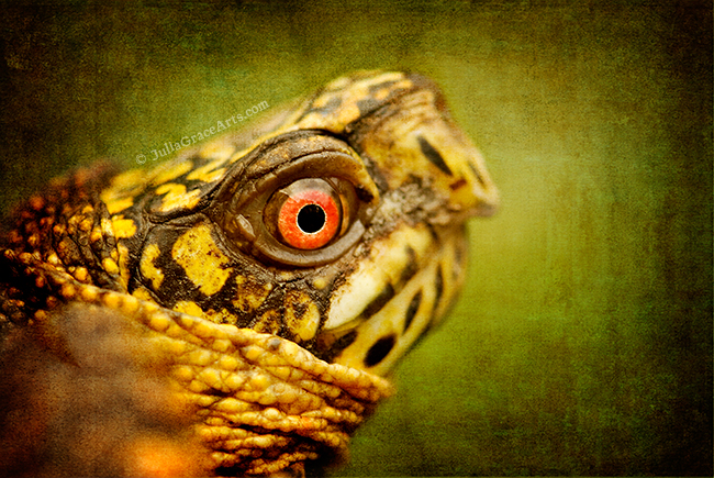 Macro photograph of eastern box turtle face