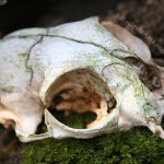 A cat skull in the woods
