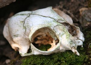 A cat skull in the woods