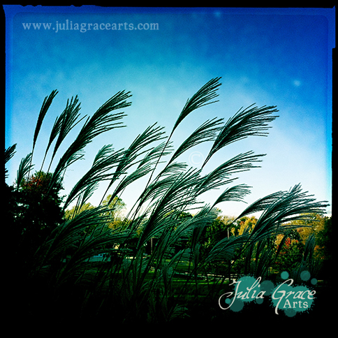 A photograph of some species of invasive decorative grass against a deep blue sky