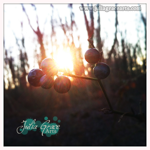 A sprig of indigo-colored wild berries backlit by the winter sun