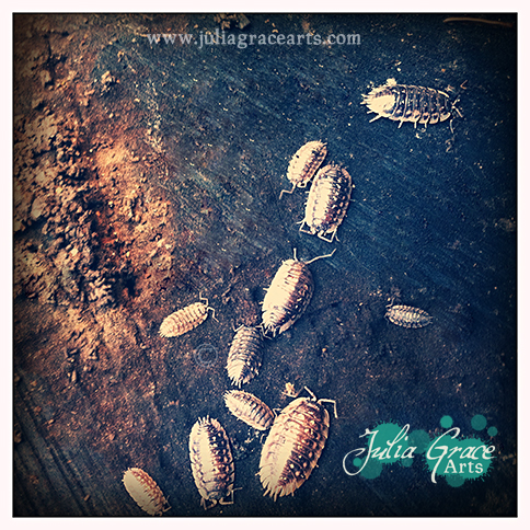 A close up photograph of various sizes of pill bugs found on the underside of a log