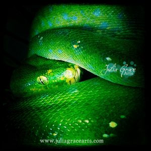 A dark and mysterious close-up portrait of a green tree python with her head between a few coils.
