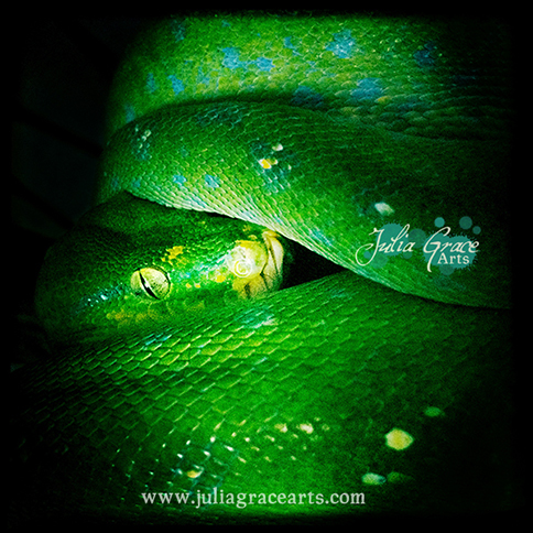 A dark and mysterious close-up portrait of a green tree python with her head between a few coils.