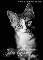 Black and white portrait of a kitten licking his lips