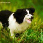 Needle felted border collie