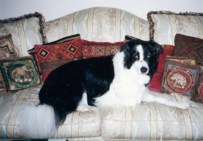 Border Collie on couch
