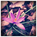 iPhone Photograph of A Crocus blooming in spring
