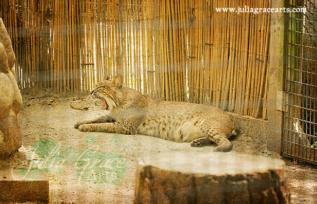 A yawning bobcat
