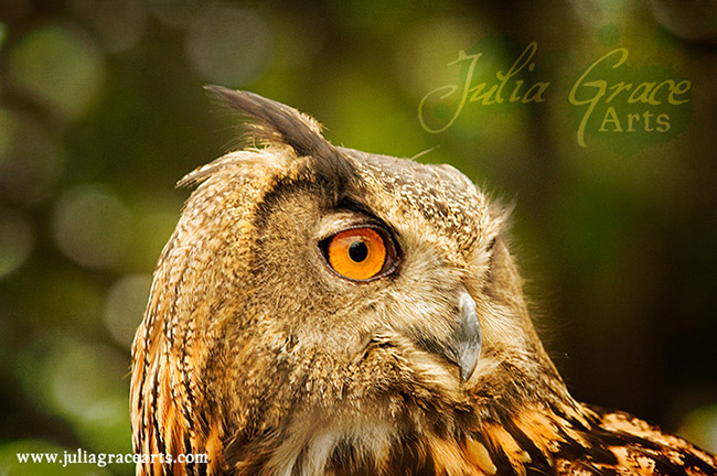 Close up portrait of an eagle owl