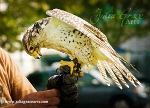 Gyyfalcon getting meat from falconer