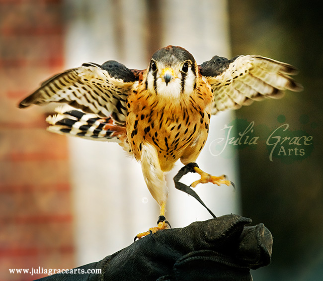 A Kestrel Falcon throwing a fit