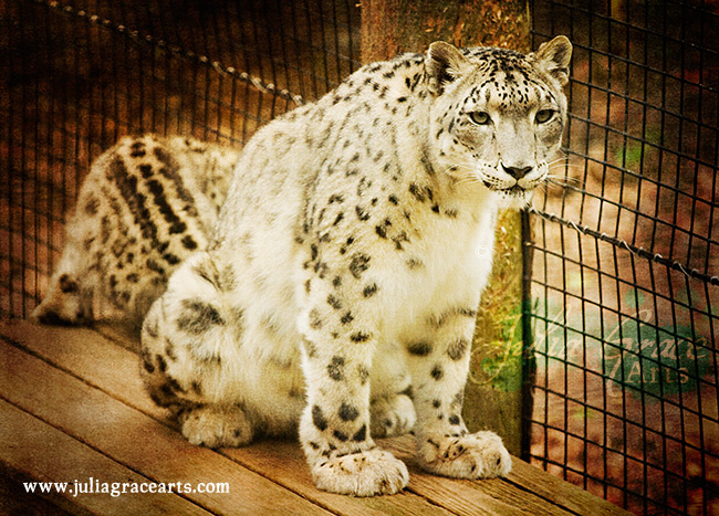 A breeding adult female snow leopard