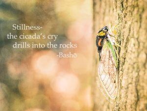 A photograph of a dog day cicada with a haiku by Basho