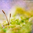 A macro photograph of two moss seedlings