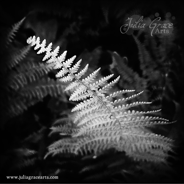 A black and white Hipstamatic photograph of a fern growing up from the forest floor