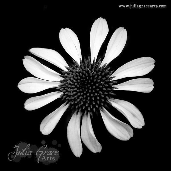 A black and white Hipstamatic photograph of a cone flower